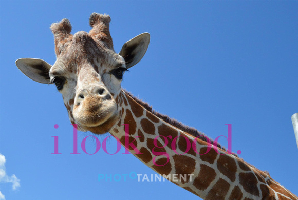 Giraffe-Backdrop