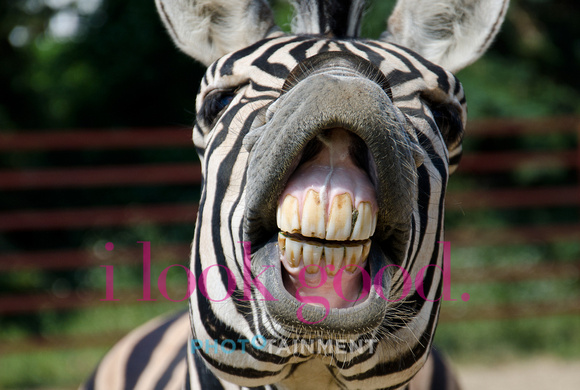 Smiling-Zebra